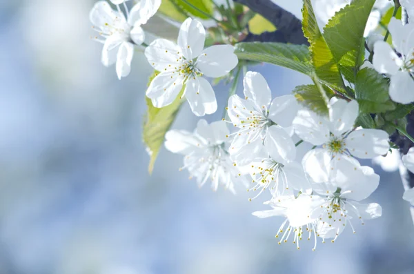 Spring beautiful blossoming apple-tree or cherry branches. Spring branch of a tree, with blossoming white small flowers