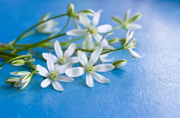 Background with little white flowers on cobalt blue painted wooden board. Delicate wildflowers on blue wooden background