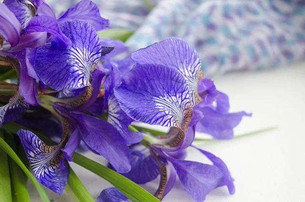 Iris flower. Bouquet of iris. Petals of a flower of an iris. Purple iris close-up