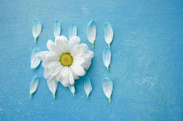 Chamomile flower and petals isolated on turquoise surface. Guess on daisy. Poster design element