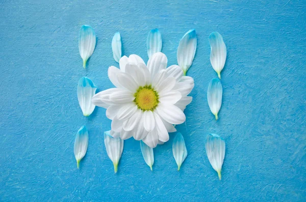 Chamomile flower and petals isolated on turquoise surface. Guess on daisy. Poster design element