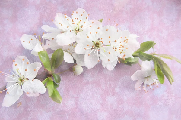 Blossoming tree brunch. Light background with white flowers  on a tree branch. May be used for a graphic art, as a greeting or gift layout, wallpaper, web template.