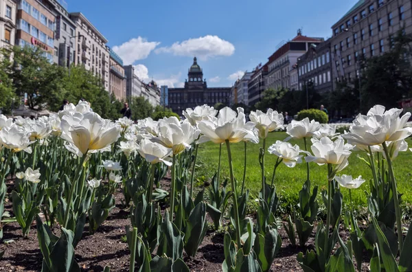 Wenceslas Square