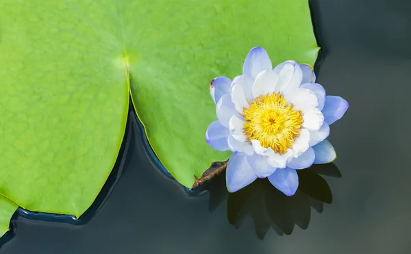 Blue water lily with big green leaf