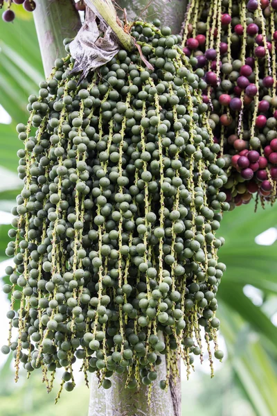 Red and green palm fruit on the tree
