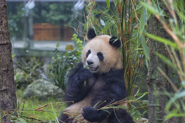 Sichuan Chengdu giant panda breeding research base in China