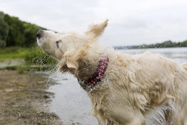 Retriever shaking off water after swimming in a local river