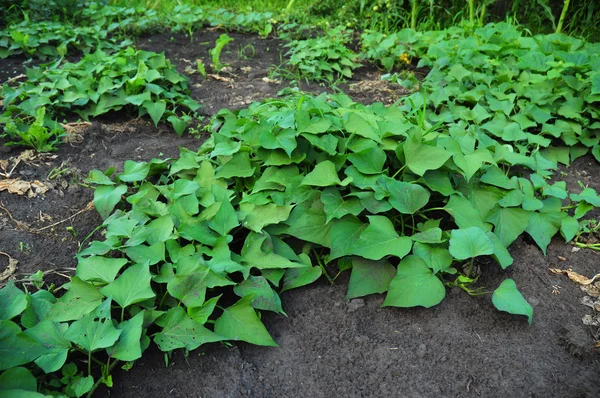 Growing organic sweet potatoes. Organic farming