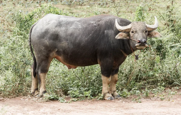 The water buffalo or domestic Asian water buffalo