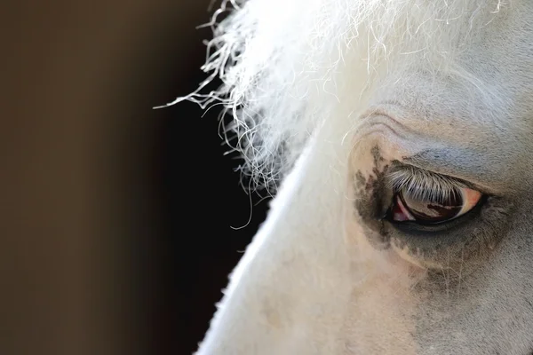 White horse\'s head very close-up