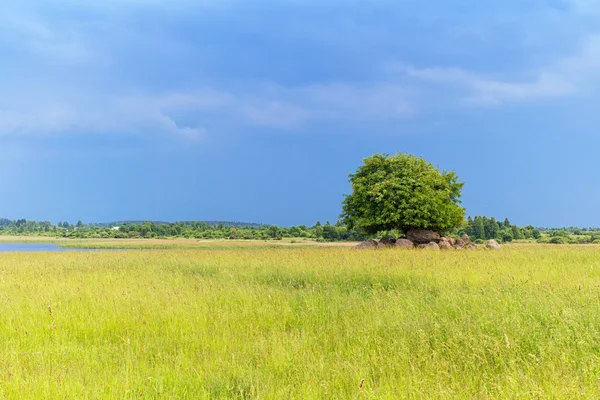Rural landscape with lone tree and a group of boulders