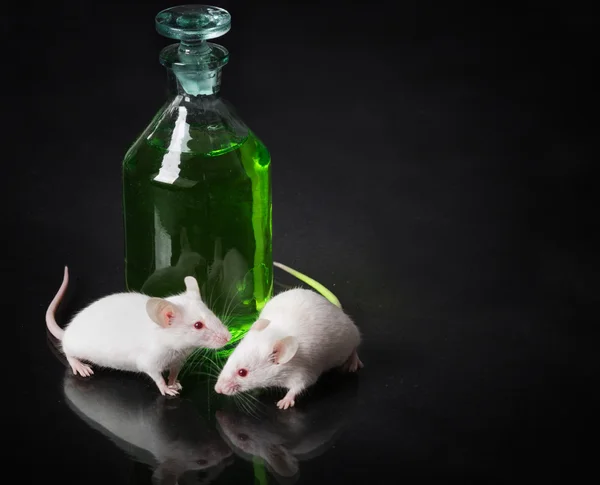 Two white laboratory mouse next to a jar with a green liquid on