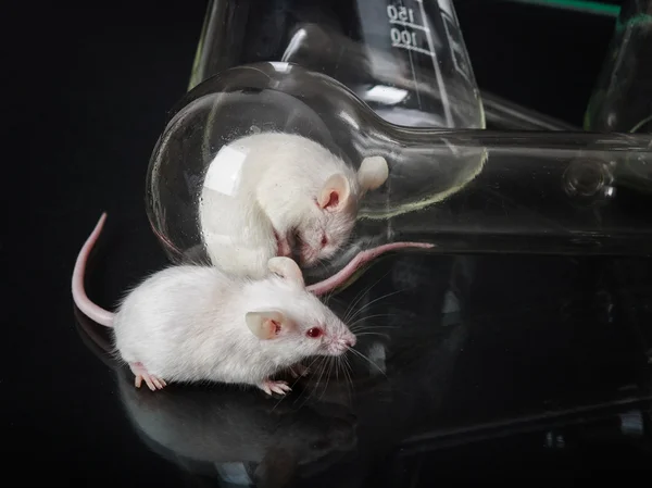 Two white laboratory mice in the flask and on the glass surface