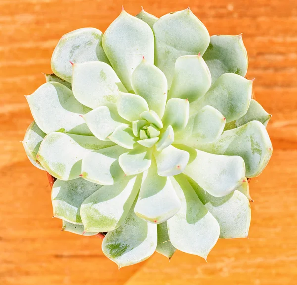 Beautiful little plant, succulent in a small flower pot