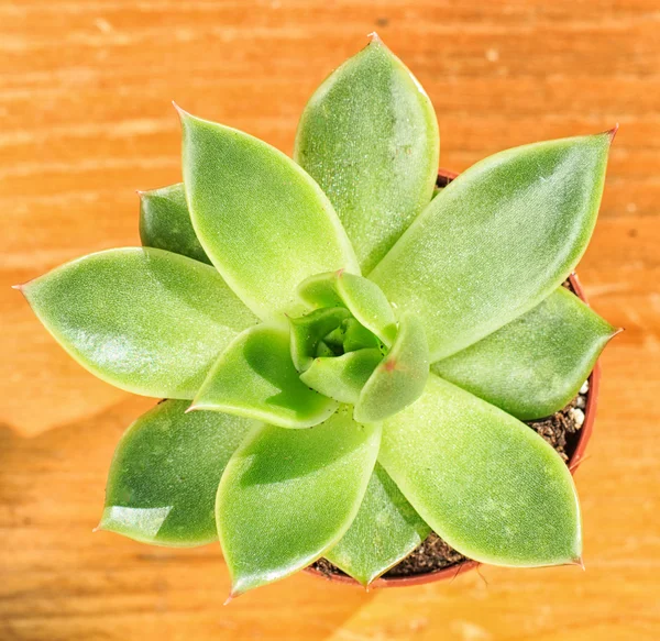 Beautiful little plant, succulent in a small flower pot