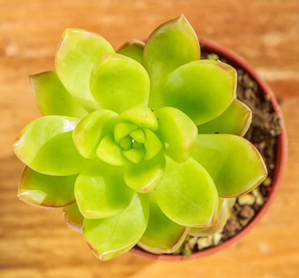 Beautiful little plant, succulent in a small flower pot