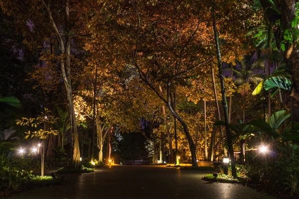 Decorative night lighting  in the Botanic Garden