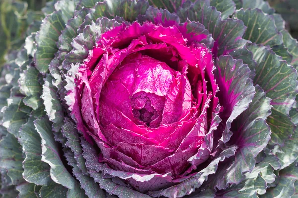 Decorative purple and green cabbage