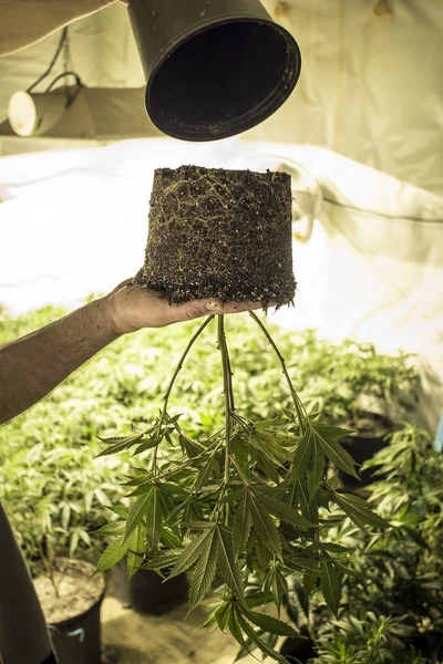 Marijuana Plant Held Upside Down while Transplanting