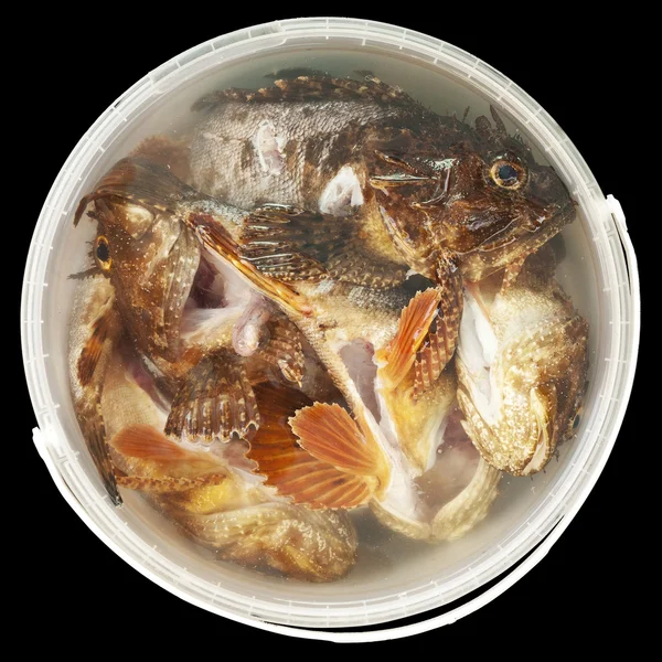 Fresh fish isolated in round
