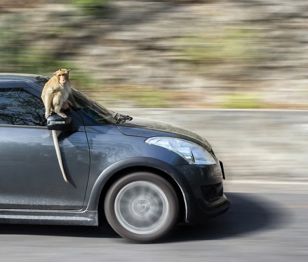 The monkey sitting on the car with copy space