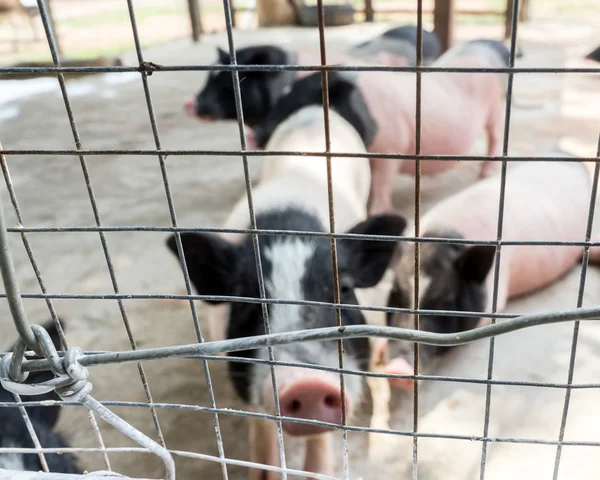 Blur image of pig in the iron cage for background usage.