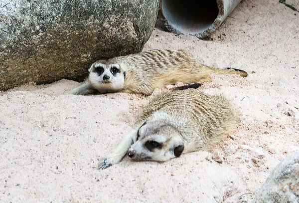 Cute light brown Meercat were dig the soil