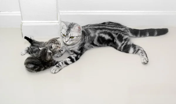 American shorthair cat family. Mom cat with kitten