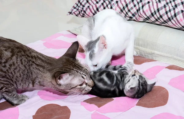 Cat family. Mom cat with kitten and friend