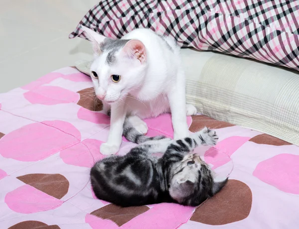 Cat family . Mom cat with kitten