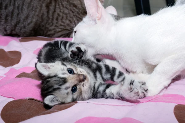 Cat family. Mom cat with kitten and friend