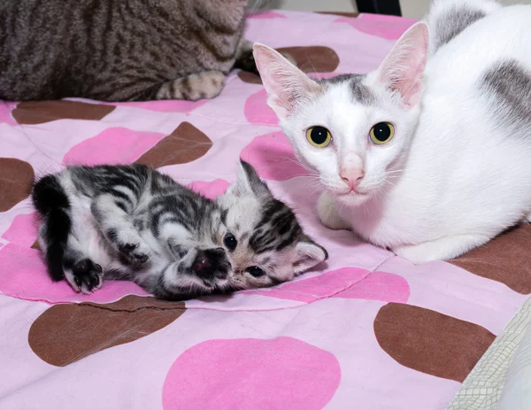 Cat family. Mom cat with kitten and friend