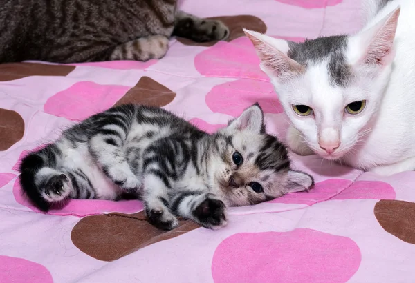 Cat family. Mom cat with kitten and friend