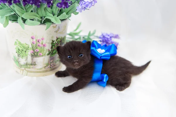 Little kitty baby on a white background with a big blue bow and some interior elements