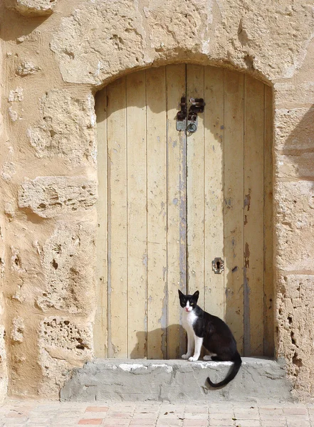 The cat is guarding the entrance to the house