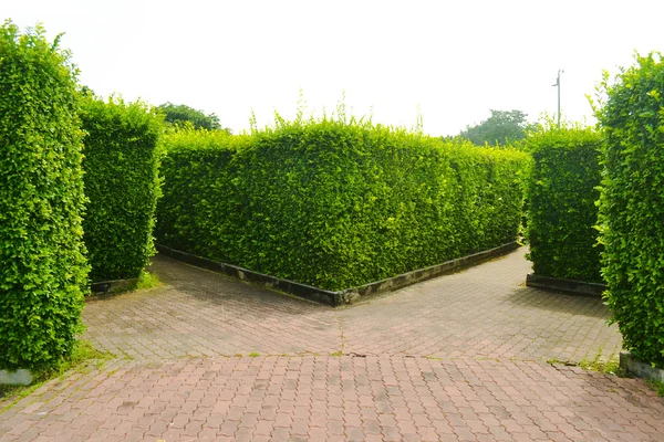 Maze garden in the park