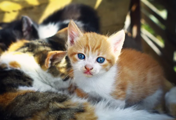 A cat with a kitten. Cute little red baby kitten. pets