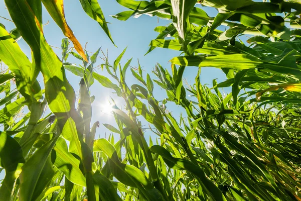 Corn or maize field growing on in rays of sun