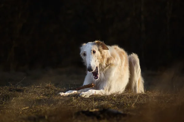 Dog gnaws a stick