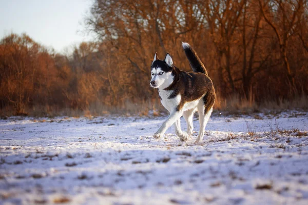 Siberian husky for a walk in the forest
