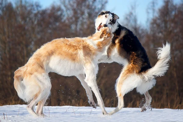 Big dog fight