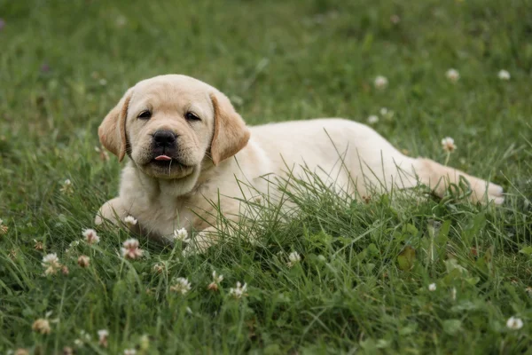 Cute yellow Labrador Retriever puppy stuck out her tongue isolated on background of green grass