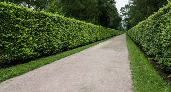 Trimmed bushes in Park and the track