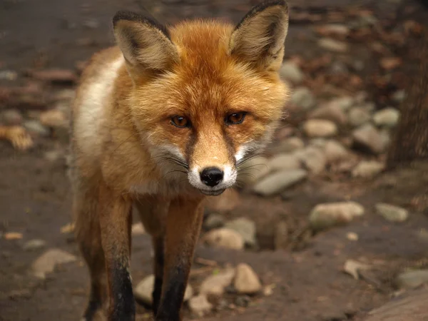 The red fox (Vulpes vulpes) is looking forward