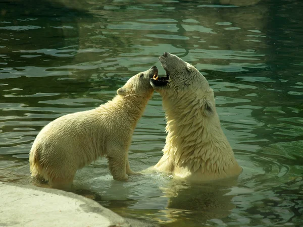 Mother polar bear (Ursus maritimus) and baby polar bear playing in water