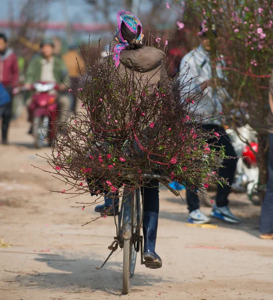 Woman rides a bicycle with a peach tree