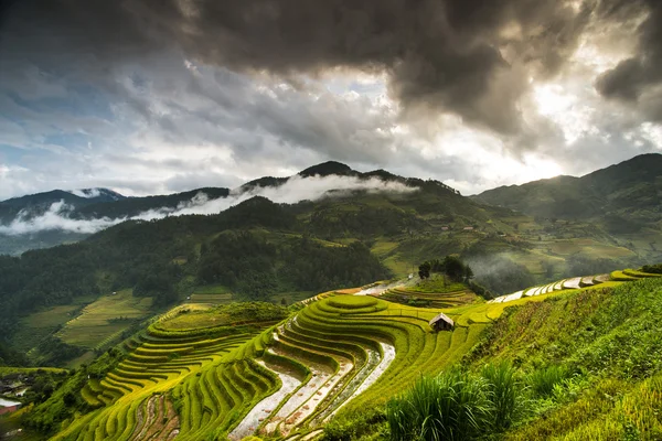 Beautiful terraced rice field