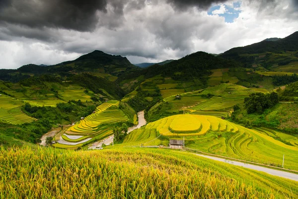 Beautiful terraced rice field