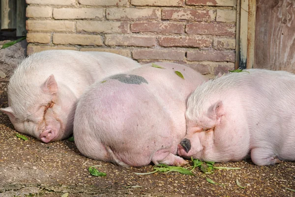 Pigs sleeping in pigsty close together