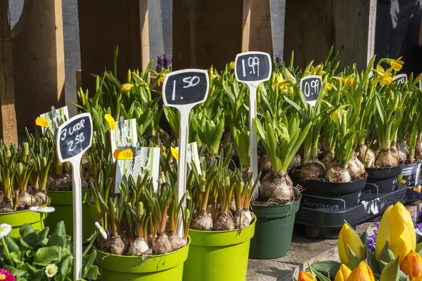 Several bulbs in pots on the wooden shelf with prices